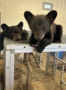 Two Florida black bear cubs sit atop a crate.