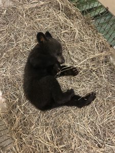 A Florida black bear cub rests on a bed of hay.