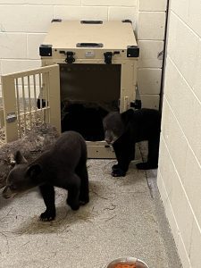 Two Florida black bear cubs walk around a quarantined area at a zoo.