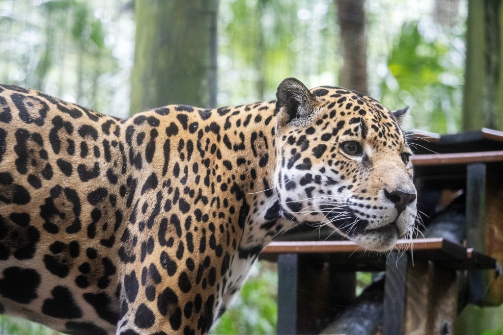 A male jaguar looks away