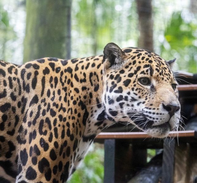 A male jaguar looks away