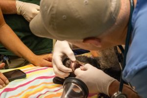 A veterinarian examines a Florida black bear cub's teeth.