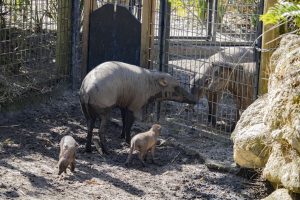 North Sulawesi babirusa piglets meet their father through fencing at a zoo.