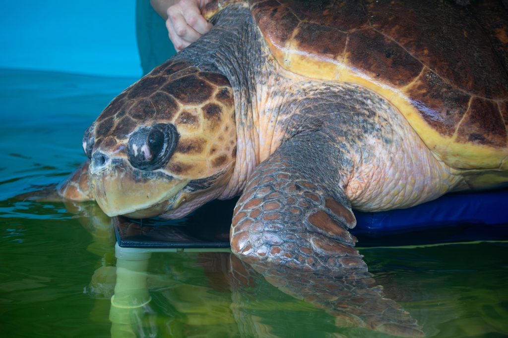 June the loggerhead sea turtle during an exam