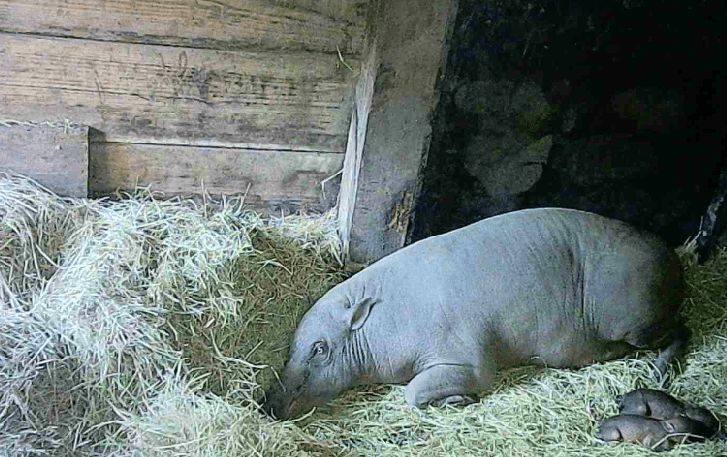 A mother North Sulawesi babirusa lays next to her two baby piglets in a barn.