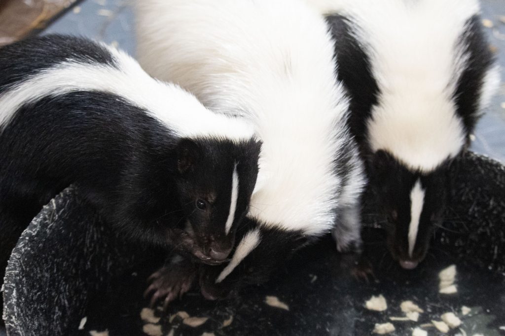 New Skunk Sisters
