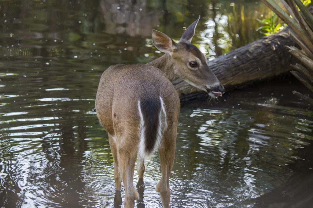 A white-tailed deer stands in a shallow pond.