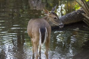 A white-tailed deer stands in a shallow pond.