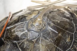 A vacuum-like tube is taped onto a sea turtle's shell