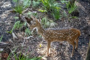 A fallow deer with white spots stands on the ground.