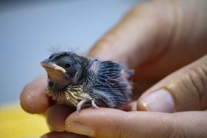 Florida grasshopper sparrow