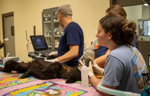 A yearling black bear cub lays on a veterinary exam table while two veterinarians give him an examination.