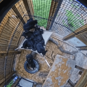 Several Florida black bear cubs cuddle together on a hammock inside a zoo.