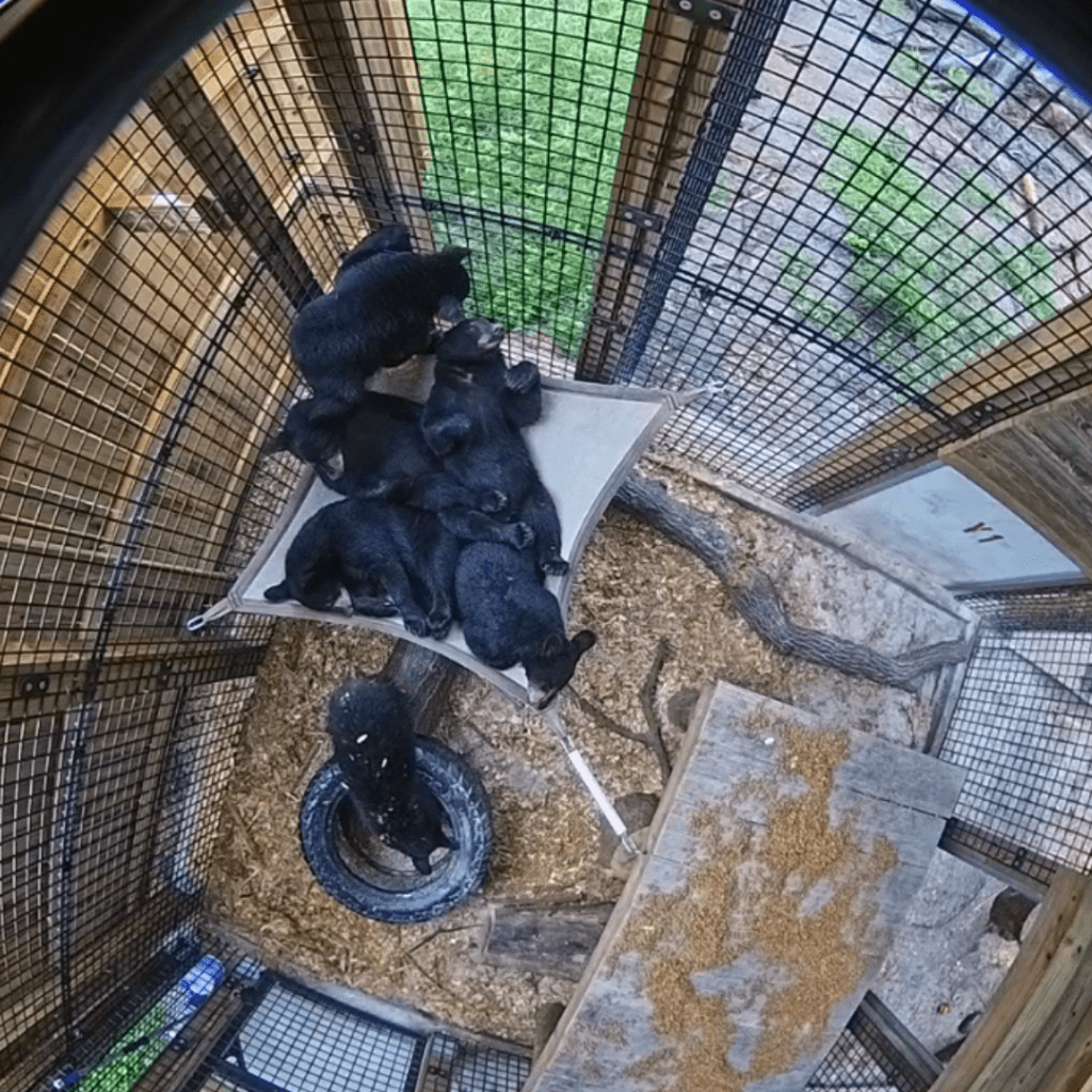 Several Florida black bear cubs cuddle together on a hammock inside a zoo.
