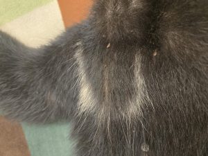White blaze marks across a Florida black bear cub's chest.