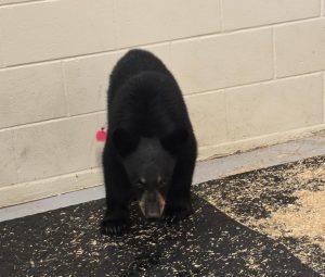 A Florida black bear cub looks at the camera while he is inside a barn.
