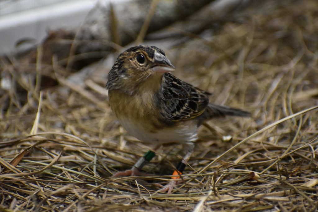 Florida grasshopper sparrow