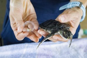 A person holds a young sea turtle in one hand with pieces of plastic that were ingested by the sea turtle in the other hand.