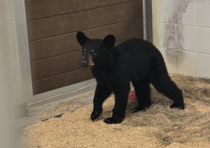 A Florida black bear cub with blonde eyebrow and snout markings walks around a barn.