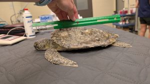 A ruler is held up to a juvenile sea turtle at a veterinary hospital, measuring its body length.