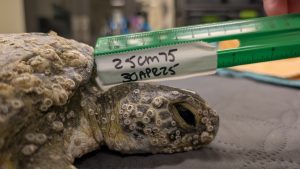 A ruler is held up measuring a juvenile green sea turtle's head length.
