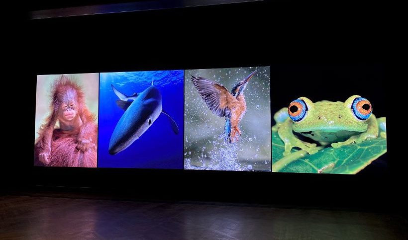 four digital screens showing an orangatan, whale, frog and bird