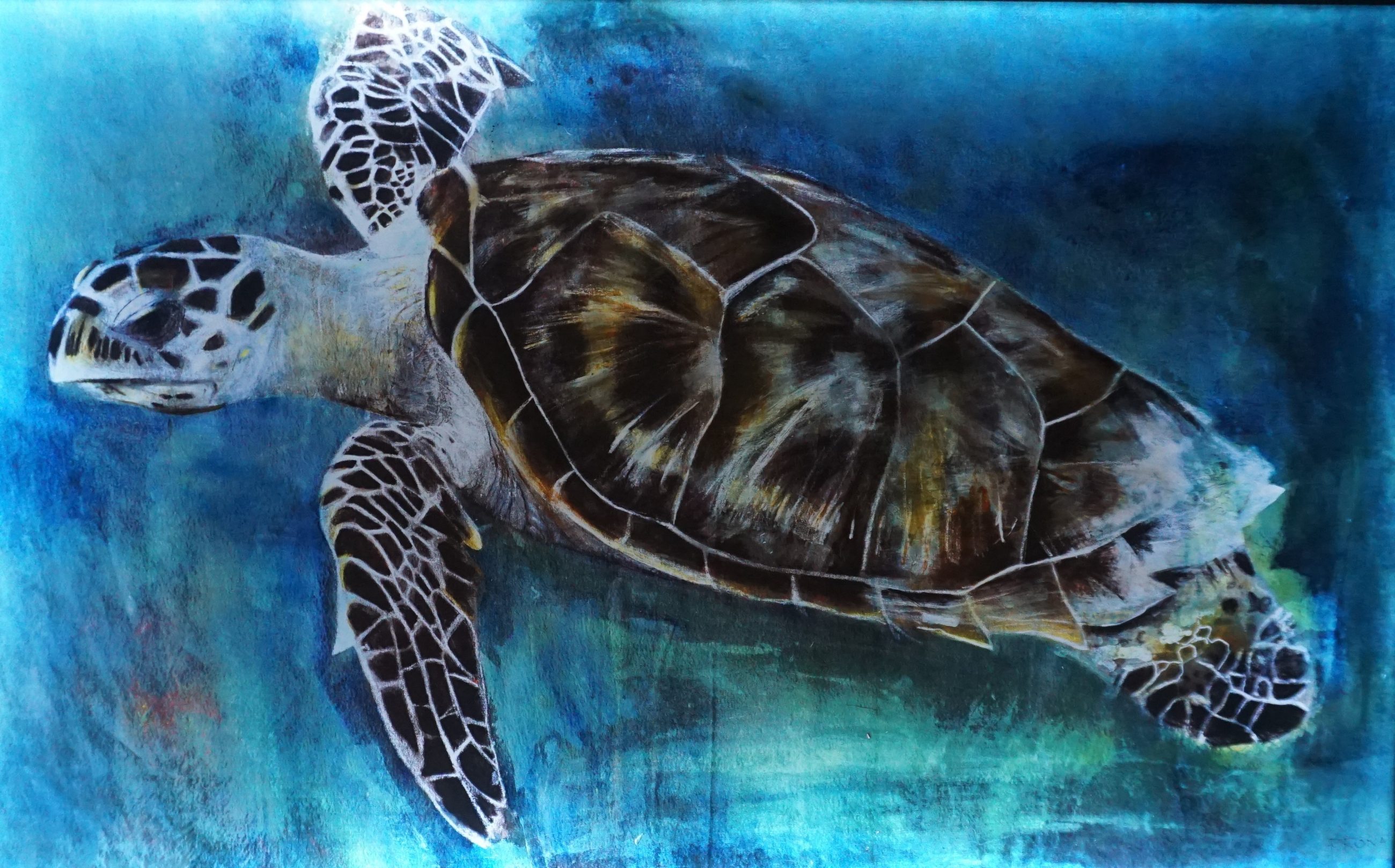Backlit artwork of green sea turtle by Russ Ronat