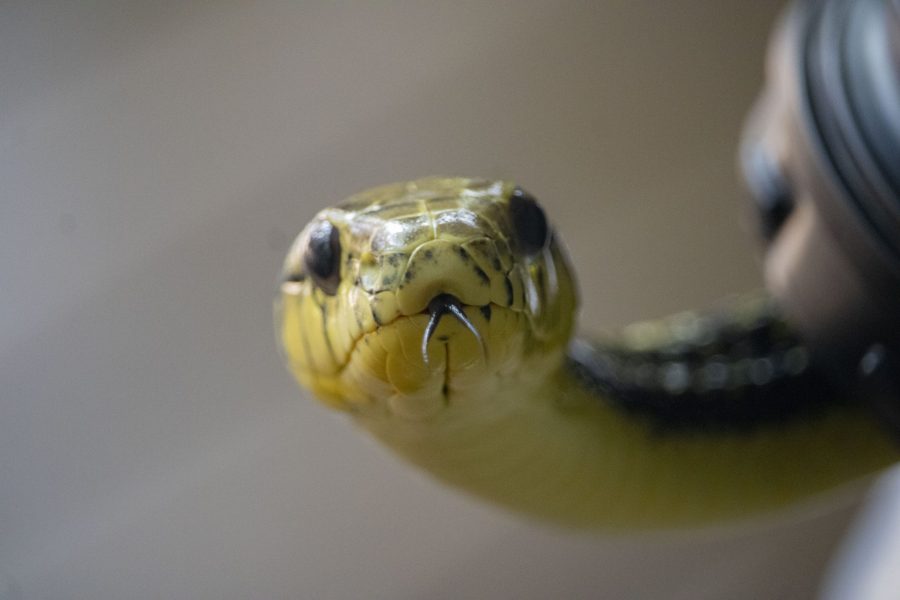 Gerald the Amazon puffin snake