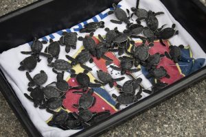 Baby sea turtles in a tub.