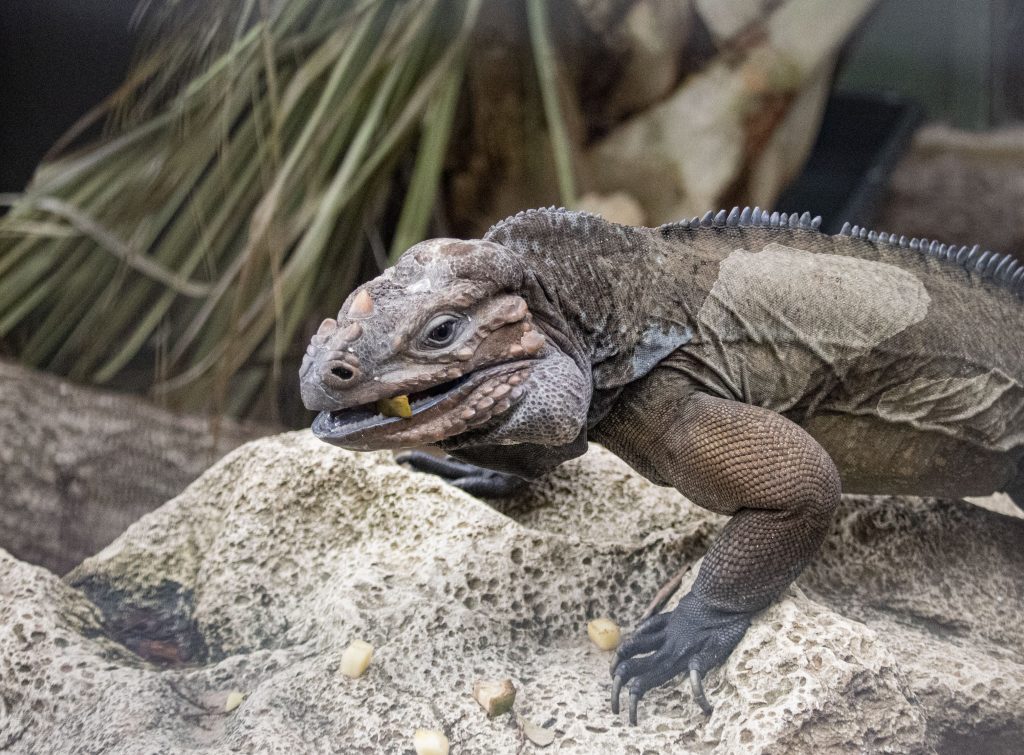 Rhino the Iguana