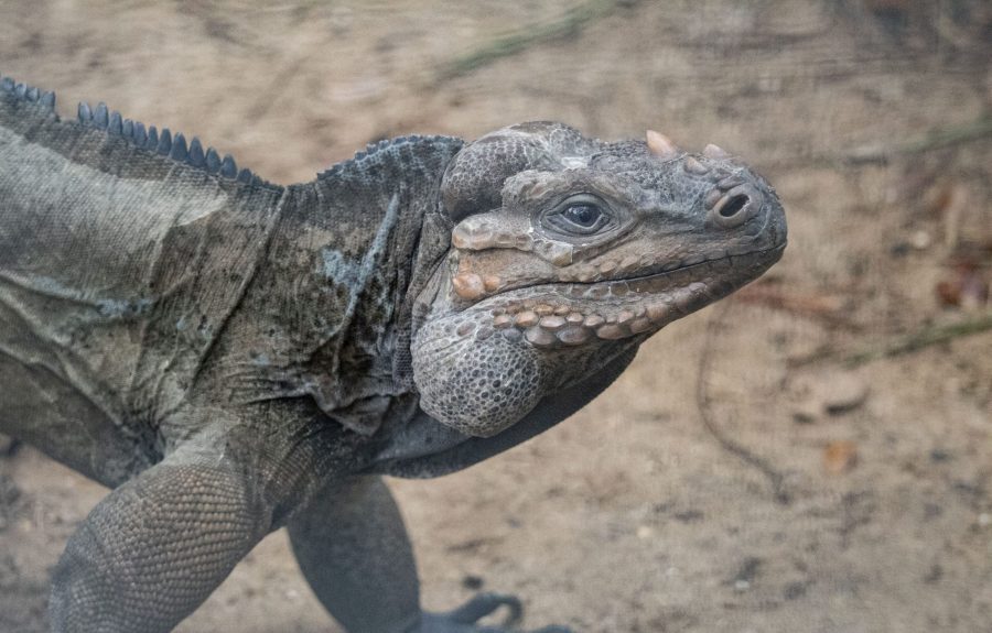 Rhino the Iguana