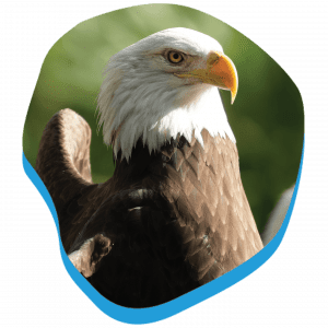 1440x1440_Animals-Loops_Eagle_VisitPage.png