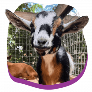 1440x1440_Animals-Loops_Goat_VisitPage.png