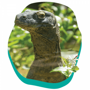 1440x1440_Animals-Loops_Komodo-Dragon_VisitPage.png