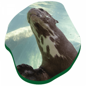 1440x1440_Animals-Loops_Otter_VisitPage.png