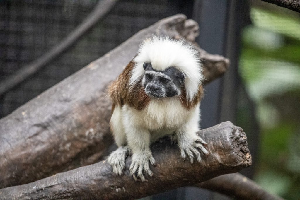 A cotton-top tamarin sits atop a branch.