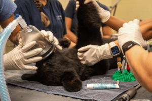 An oxygen mask is held over a Florida black bear cub's snout during a veterinary exam.