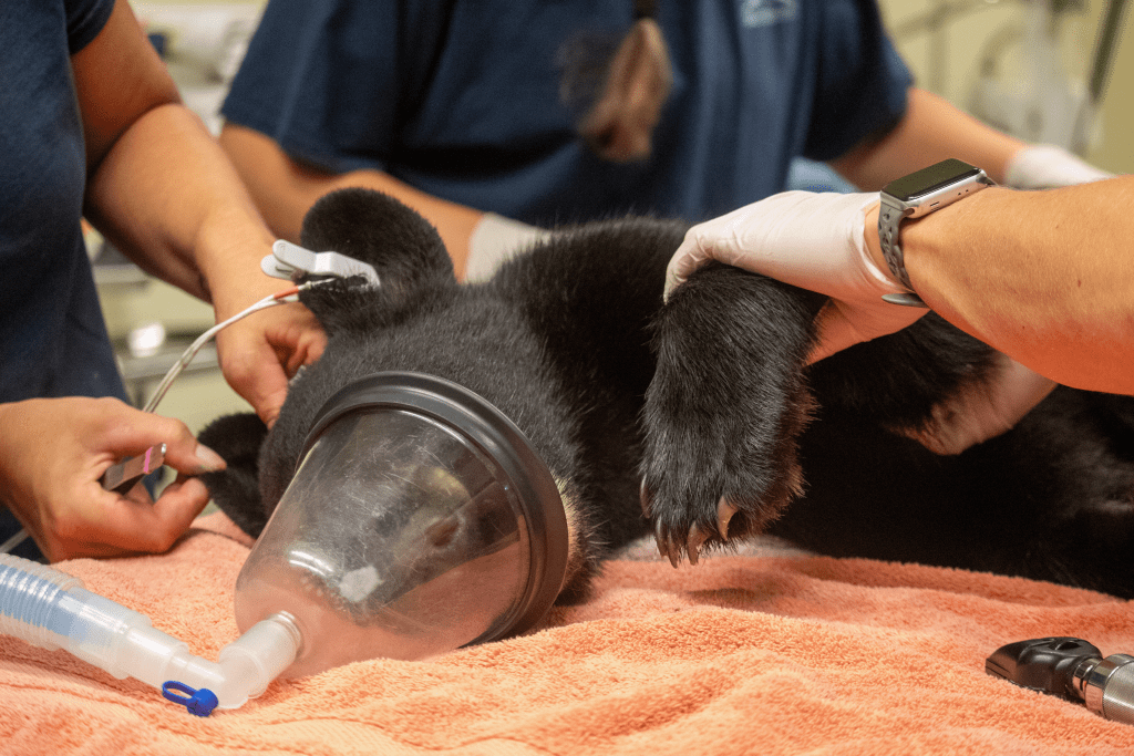 A veterinary and animal care team examines a Florida black bear cub during her intake exam. 