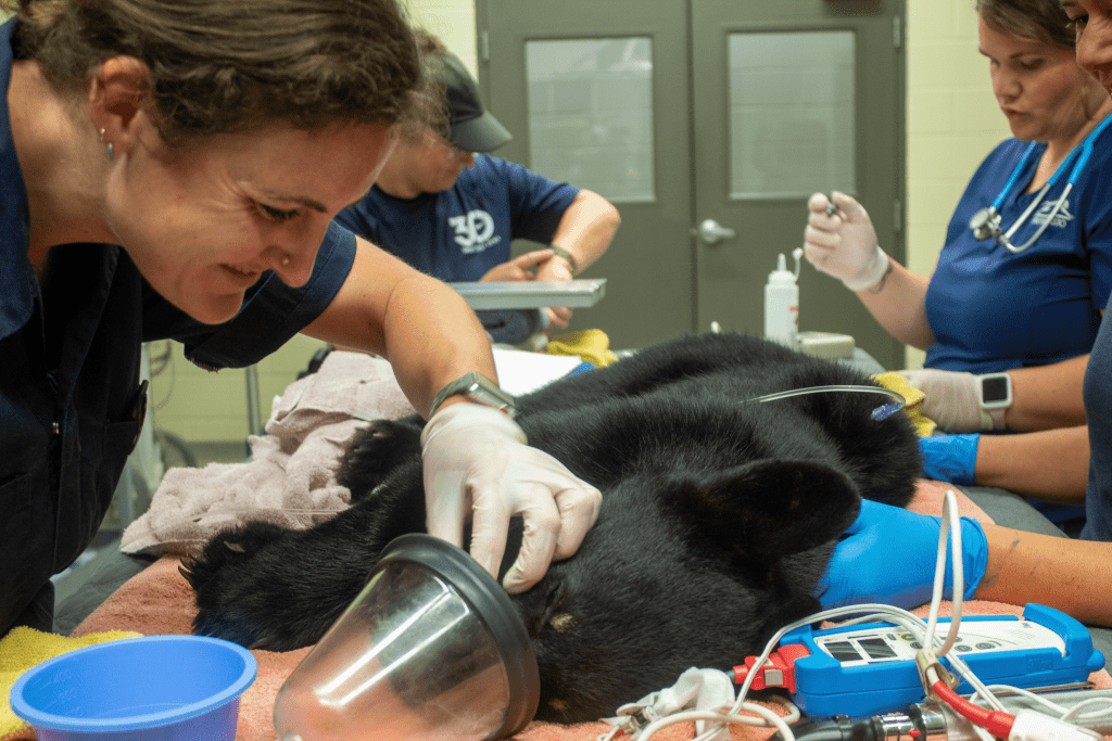A woman examines a Florida black bear cub during a veterinary exam.