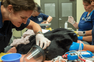 A woman examines a Florida black bear cub during a veterinary exam.