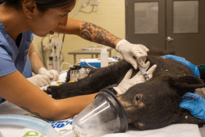 A sedated Florida black bear cub receives a shot during a veterinary exam.