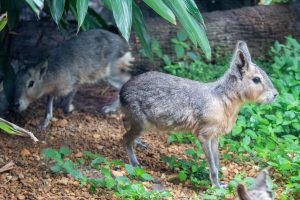 Two Patagonian maras stand on the ground.