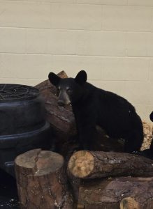 A Florida black bear cub sits on top of some wood logs inside an indoor habitat space.