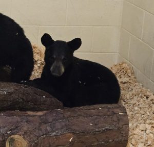 A Florida black bear cub looks into the camera. He is sitting on top of hay surrounded by logs in an indoor habitat space.