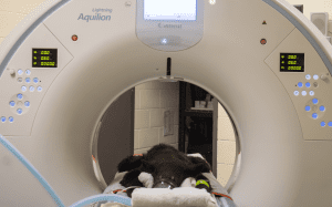 A Florida black bear cub goes through a CT scan machine.