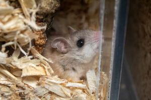 A Perdido Key beach mouse lays in woodchips in a tank.