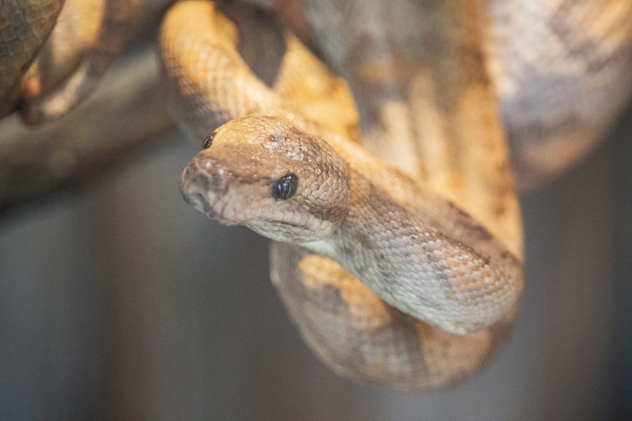 Penny the annulated boa