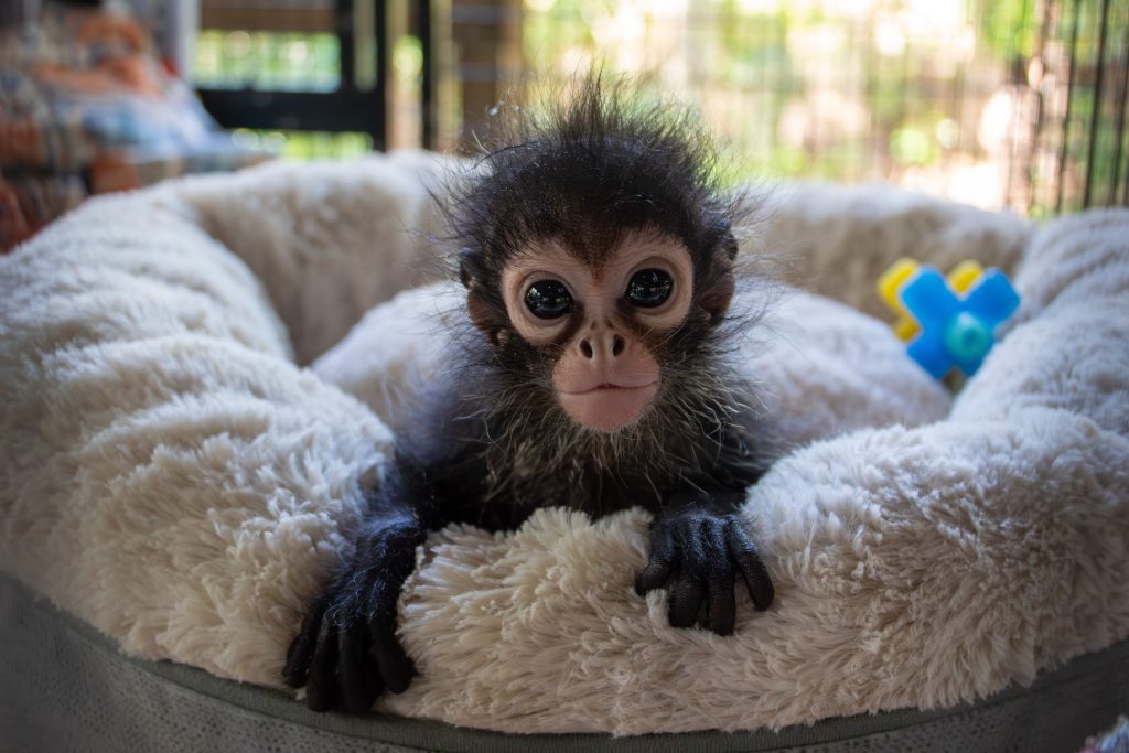 A black handed spider monkey infant in a bed