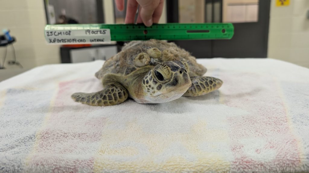 Newman the green sea turtle