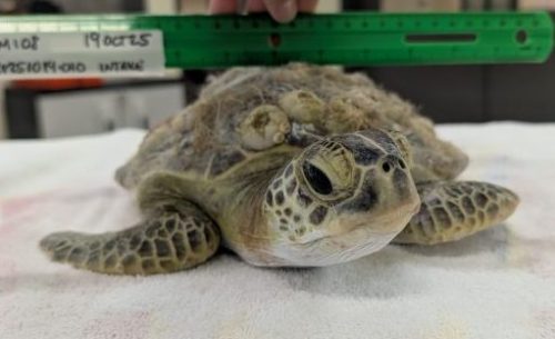 Newman the green sea turtle